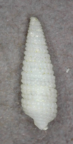 Triphora, 2025-03-05