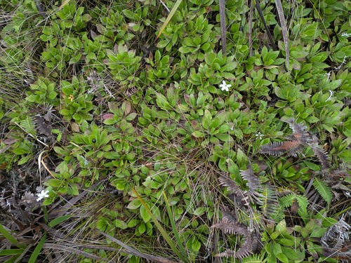 naupaka kuahiwi (Scaevola chamissoniana)