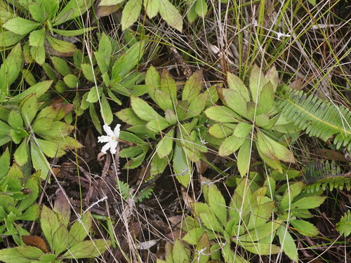 Image of Scaevola chamissoniana by (c) Kevin Faccenda, some rights reserved (CC BY)