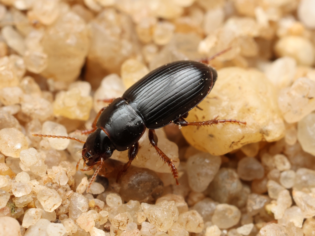 Harpalus pumilus