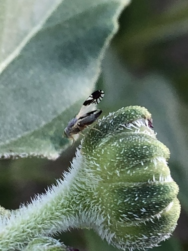 Trupanea bisetosa photo 5