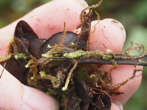 Image of Bette Davis Eyes (Leptoscyphus baldwinii) by (c) Kevin Faccenda, some rights reserved (CC BY)