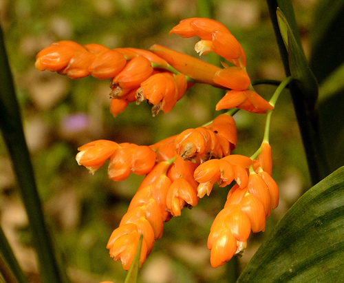 Stromanthe stromanthoides