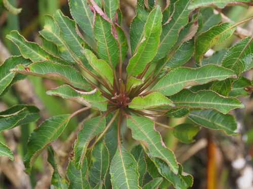 Clermontia micrantha observed 2025-03-20