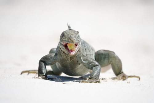 Turks & Caicos Iguana, Cyclura carinata