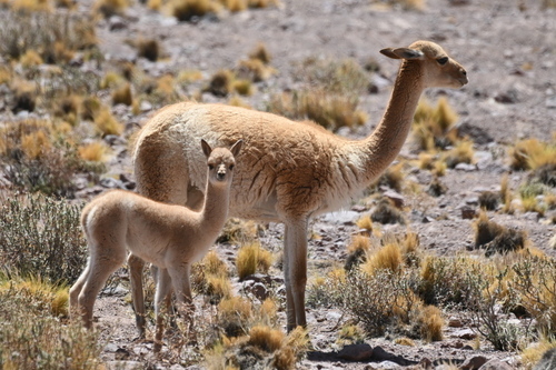 Vicuña, photo 3 of 10