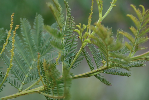 Image of Acacia decurrens by (c) Tony Rebelo, some rights reserved (CC BY-SA)