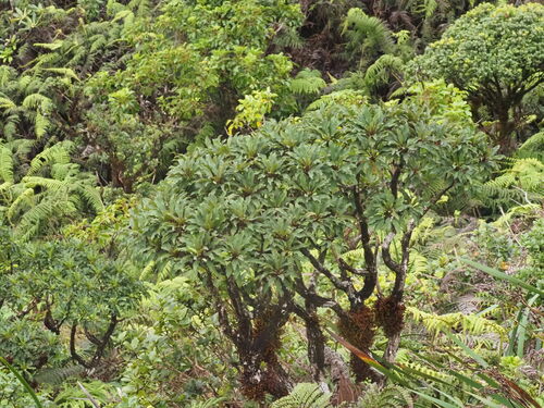 Clermontia micrantha observed 2025-03-20