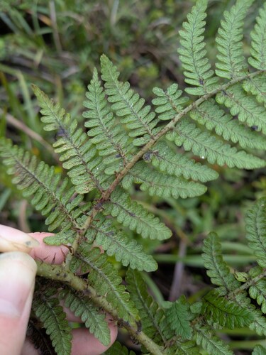 Dryopteris unidentata observed 2025-03-20