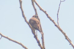 Falco sparverius sparverius