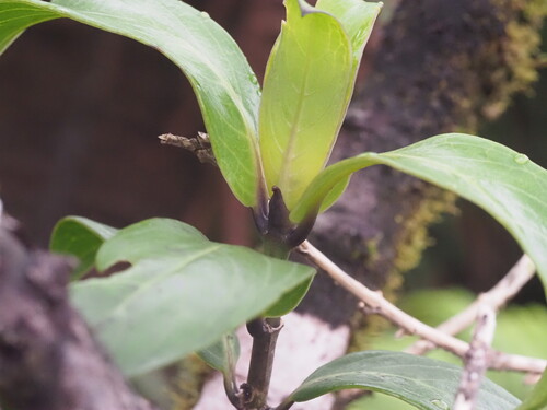 Kadua affinis observed 2025-03-20