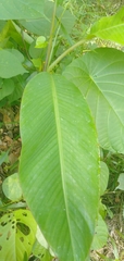 Musa acuminata