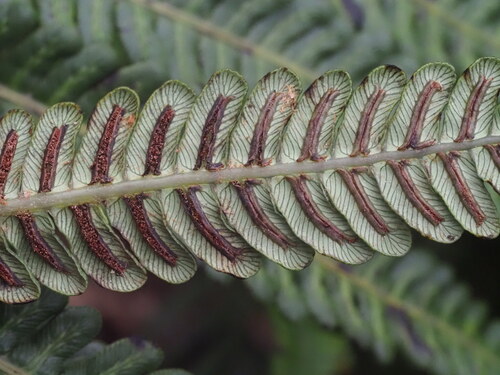 Sadleria pallida observed 2025-03-20
