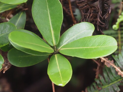 Image of kukaemoa by (c) Kevin Faccenda, some rights reserved (CC BY)