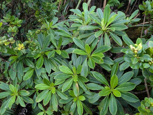 Clermontia grandiflora observed 2025-03-20