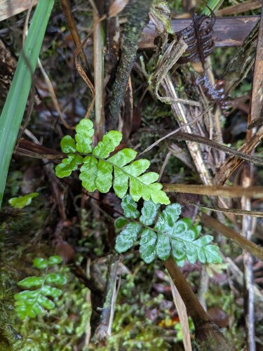 Sadleria pallida observed 2025-03-20