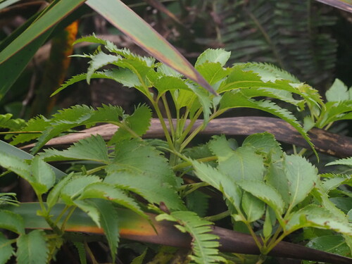 Koko'olau (Bidens conjuncta)