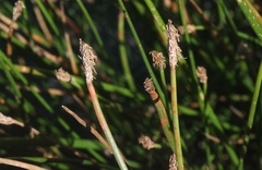 Eleocharis macrostachya