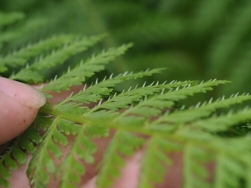 Athyrium microphyllum observed 2025-03-20