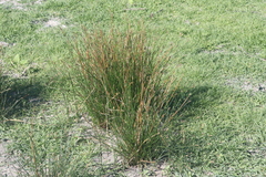 Eleocharis macrostachya