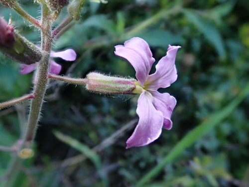 Image of Hesperis laciniata by (c) Joan Simon, some rights reserved (CC BY)