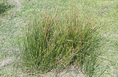 Eleocharis macrostachya