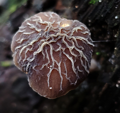 Pluteus thomsonii
