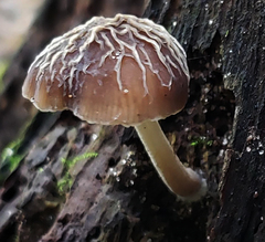 Pluteus thomsonii