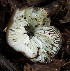 Pluteus thomsonii