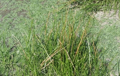 Eleocharis macrostachya