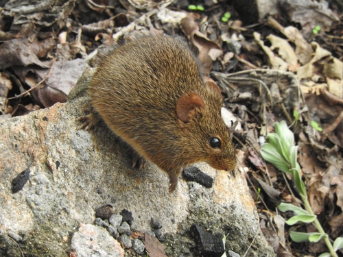 Indian Bush Rat