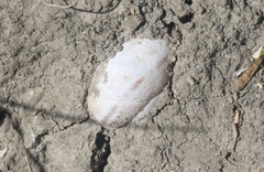 Helminthoglypta tudiculata