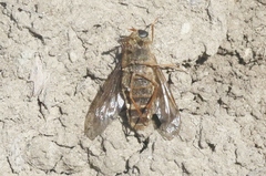 Pegasomyia