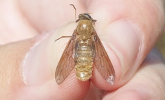 Pegasomyia