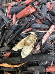Lymantria dispar