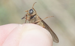 Pegasomyia