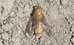 Pegasomyia