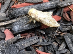 Lymantria dispar