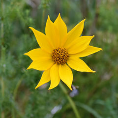 Helianthus occidentalis