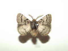 Omphaliodes obscura