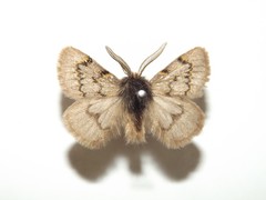 Omphaliodes obscura
