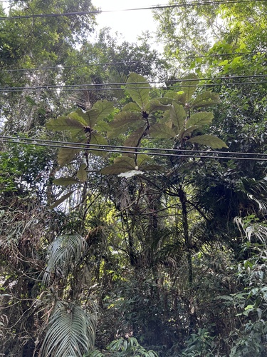 Foto de Panacéia