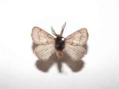 Omphaliodes obscura