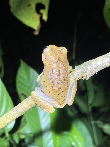 Broadley's Tree Frog