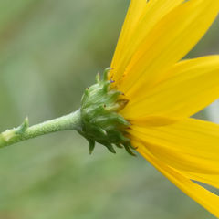 Helianthus occidentalis