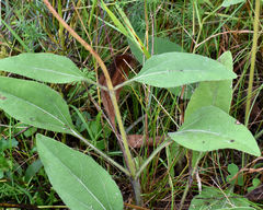 Helianthus occidentalis
