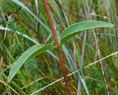 Helianthus occidentalis