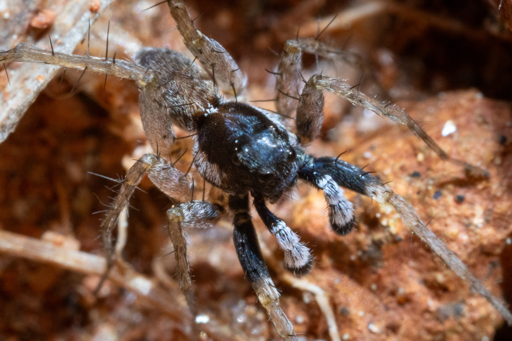 Pardosa parvula