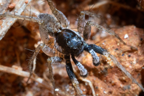 Pardosa parvula