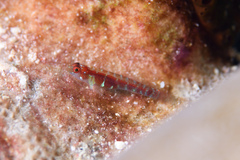 Broad-Banded Pygmy Goby photo 3